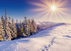 Słońce, Choinki, Niebo, Śnieg