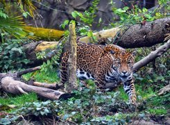 Jaguar, Powalone, Drzewa