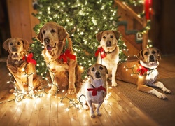 Pieski, Choinka, Oświetlenie, Święta