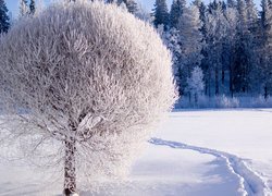 Drzewo, Szadź, Las, Ścieżka, Śnieg
