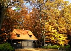 Lasek Miejski, Jesień, Drzewa, Liście