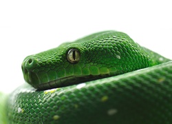 Zielony, Wąż, Pyton