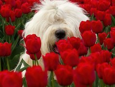 Biały, Pies, Czerwone, Tulipany, Maltańczyk