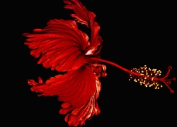 Kwiat, Czerwony, Hibiskus