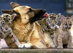 Pies, Małe, Tygryski