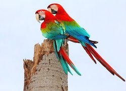 Ptaki, Papugi, Ary