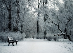 Park, Drzewa, Ławka, Zima