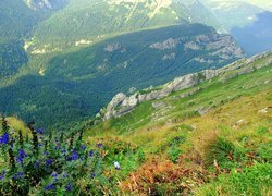 Góry, Lasy, Roślinność, Tatry, Polska