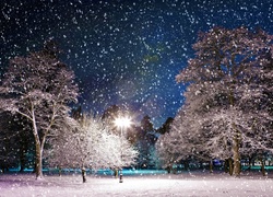 Drzewa, Śnieg, Zima, Park