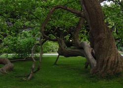 Park, Drzewa, Trawa