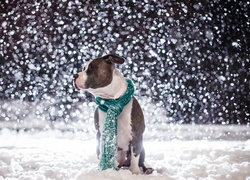 Pies, Szalik, Śnieg, Zima, Amstaff