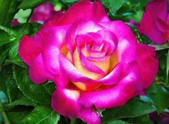 Kwiat, Purpurowa, Róża