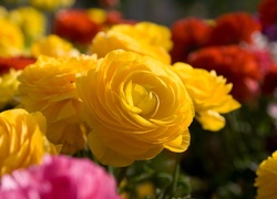 Kwiaty, Żółte, Róże