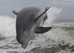 Delfin, Morze, Fale