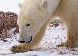 Niedźwiedź, Polarny, Zima