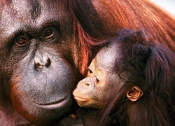 Dwa, Orangutany