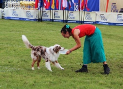 Pies, Border Collie, Kobieta, Frisbee, Aportowanie