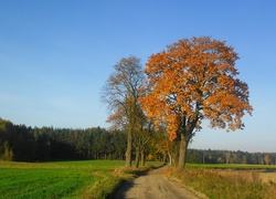 Jesień, Przydrożne, Drzewa