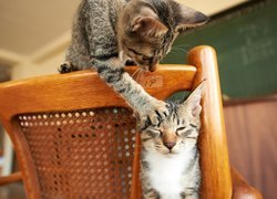 Dwa, Koty, Krzesło