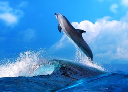 Delfinek, Morze