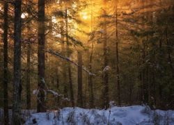 Las, Przebijające, Światło, Zima