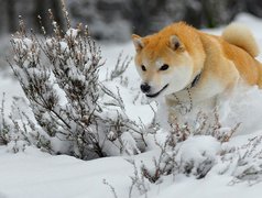 Piesek, Śnieg, Zima, Akita