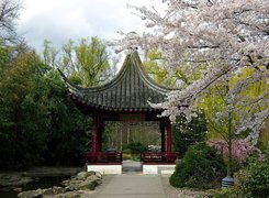 Japoński, Ogród, Kwitnące, Drzewa