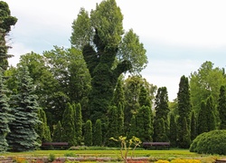 Drzewa, Ogród, Botaniczny, Poznań