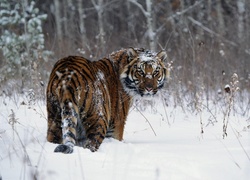 Zima, Tygrys, Spojrzenie