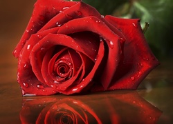 Czerwona, Róża, Kropelki, Wody