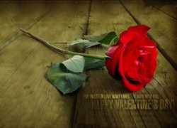 Walentynki, Czerwona, Róża