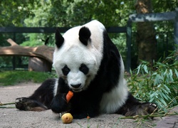 Głodny, Miś, Panda, Marchewka