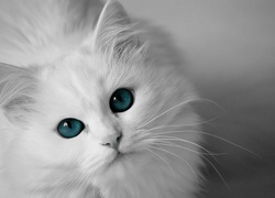 Biały, Kot, Błękitne, Oczy