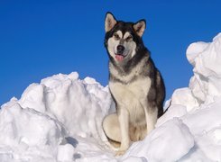 Piesek, Siberian Husky, Śnieg