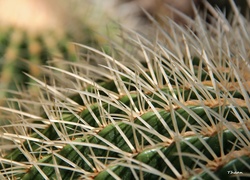 Kaktus, Kolce