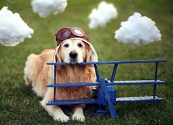 Pies, Pilot, Chmurki, Golden Retriever, Samolot