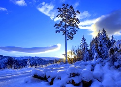 Drzewo, Góry, Śnieg