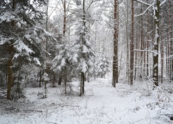 Zimowy, Las, Śnieg