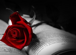 Róża, Książka, Krople