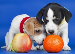 Psy, Szczenieta, Jabłko, Pomarańcza