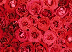 Kwiaty, Czerwone, Róże