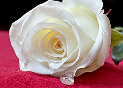 Biała, Róża, Krople, Deszczu