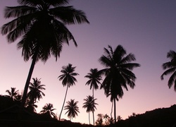 Plaża, Palmy, Drzewa