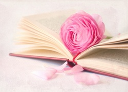Różowa, Róża, Rozłożona, Książka
