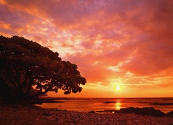 Drzewo, Morze, Zachód Słońca