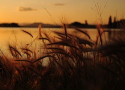Jezioro, Trawy, Zachód słońca