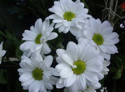 Kwiaty, Białe, Margerytki