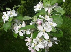 Kwiat, Jabłoni, Drzewo