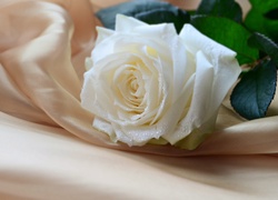 Biała, Róża, Kompozycja