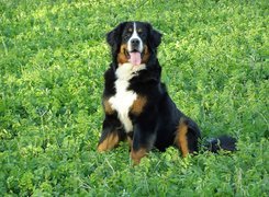 Berneński Pies Pasterski, Język, Trawa